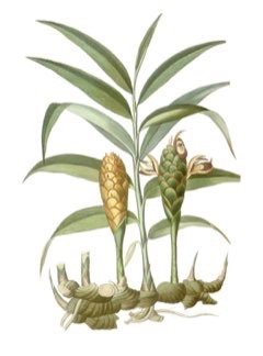 Zingiber officinale Ginger: Common,Cooking Stem, Canton